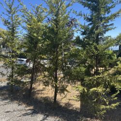 Leyland Cypress -  10ft tall