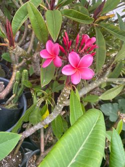 Plumeria plants