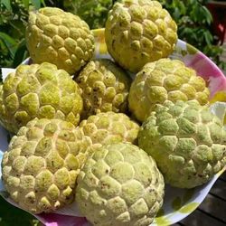 Sugar Apple