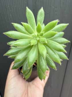Plants for Sale! 