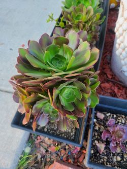 Aeionuim succulent cluster