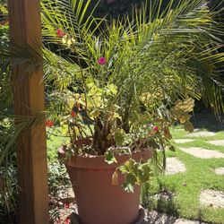 Tropical Plants With Pots
