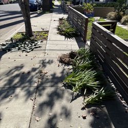 🌵 FREE: Prickly Pear Cactus & Aloe Plants – Easy to Root!