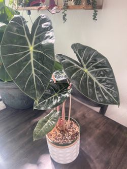 Alocasia Pink Princess