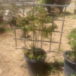 Plants 