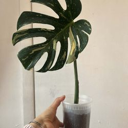 Monstera Thai Constellation 