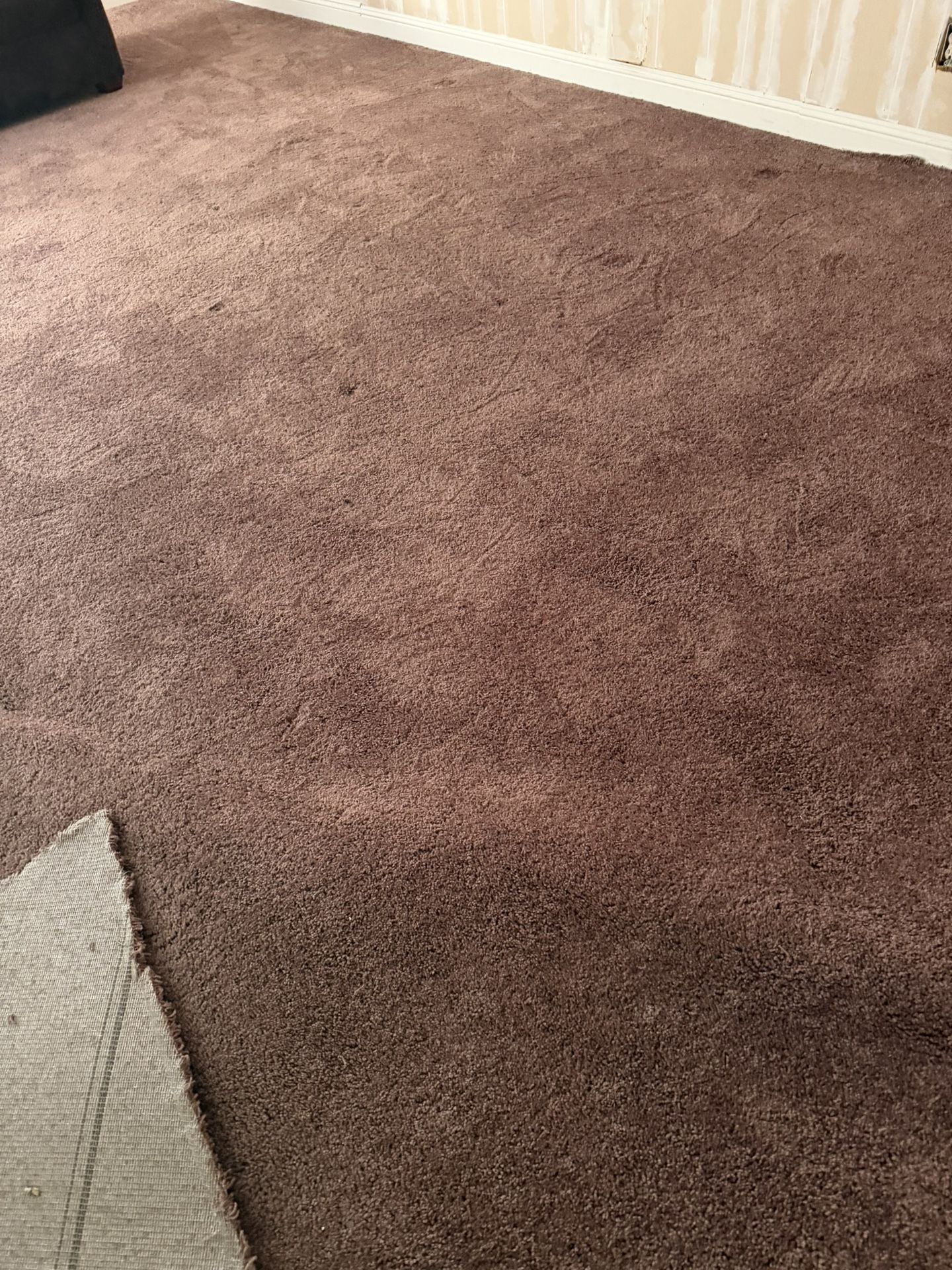 Brand New Carpet with Padding 350 square feet