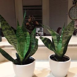 Two Real Plants In Weeki Wachee Spring Hill