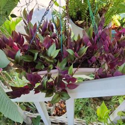 Bonita Color Morada 