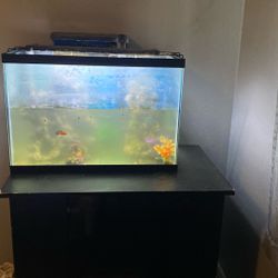 Fish Aquarium 