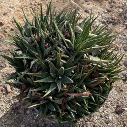 Lace Aloe - Pups and Overgrown pot
