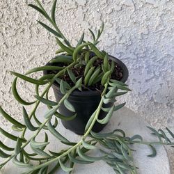 6 Inch Pot Succulent Plant - Senecio Radicans Hybrid - String of Fish Hooks - Trailing Succulent - Drought Resistant - Established Plant - 🪴