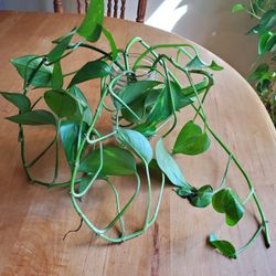 Organically Grown Pothos Starts