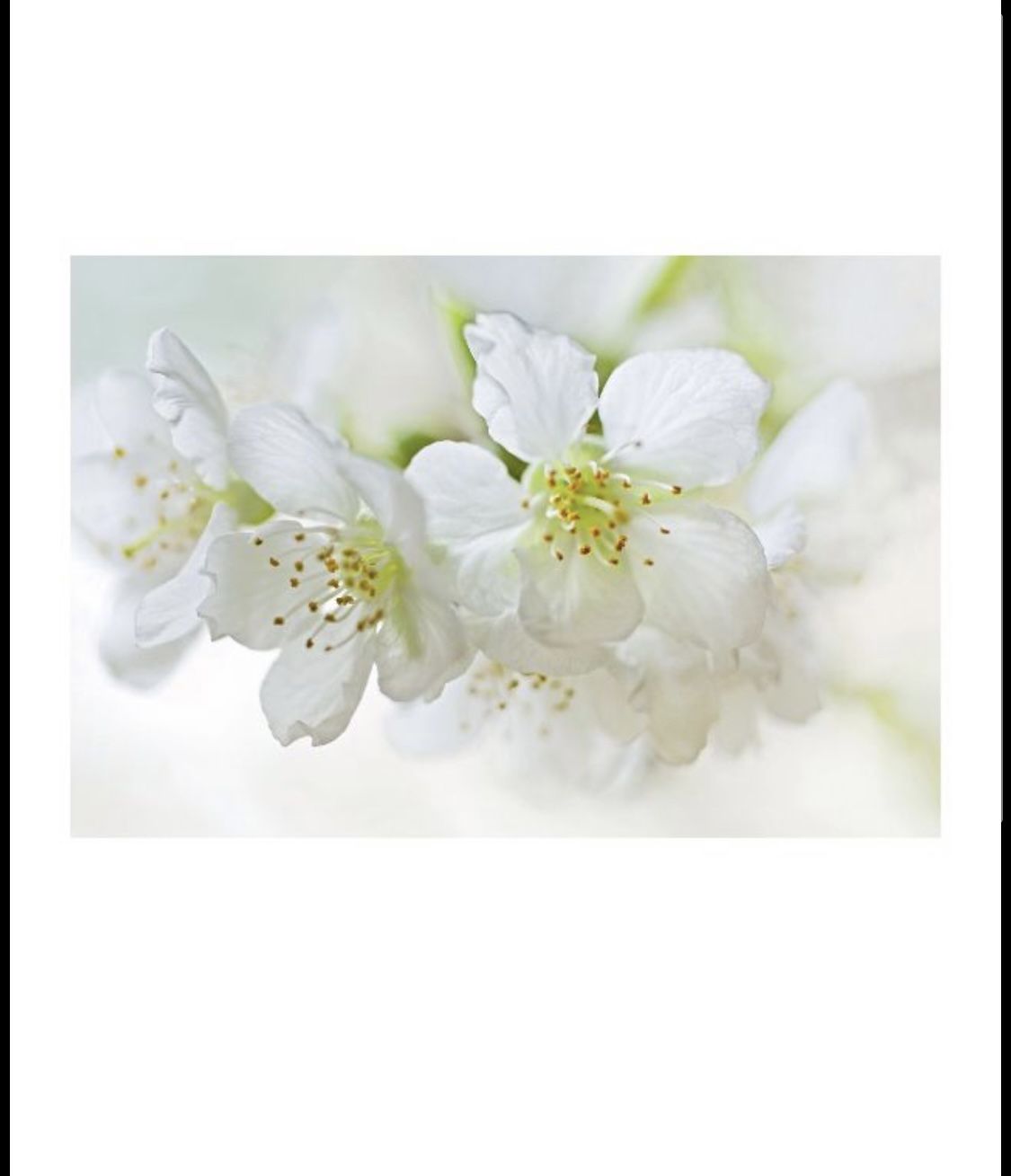 Large IKEA Flower Canvas Wall Art