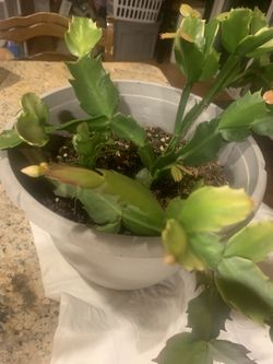 Christmas Cactus
