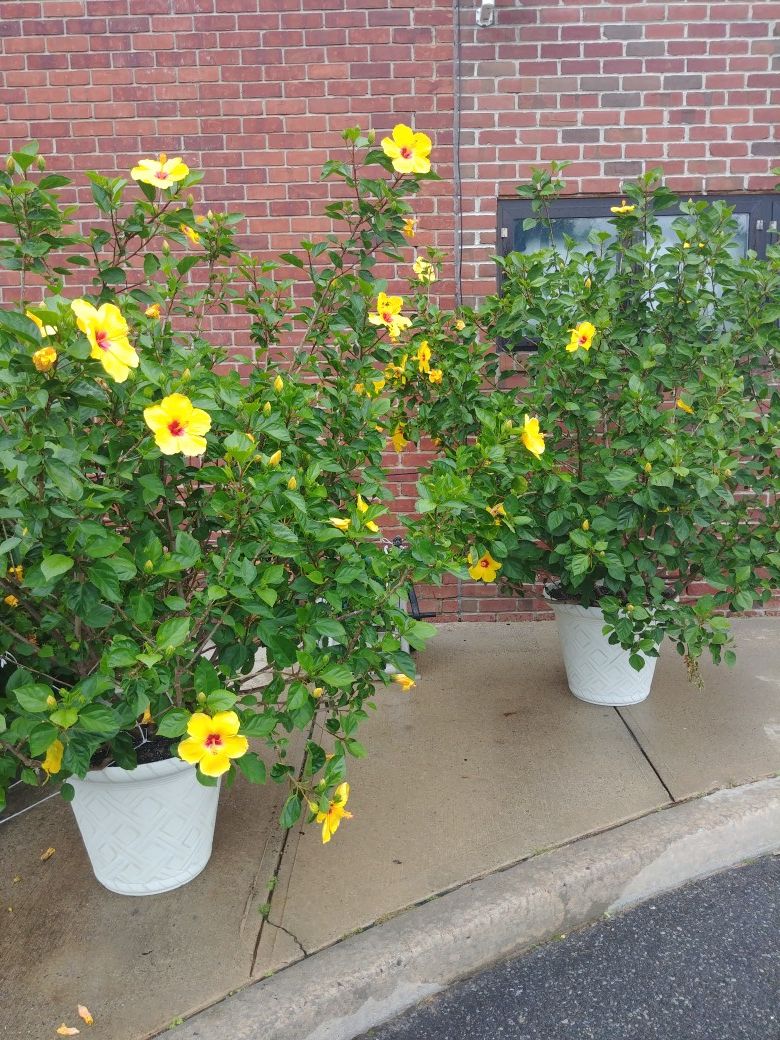 HIBISCUS PLANTS