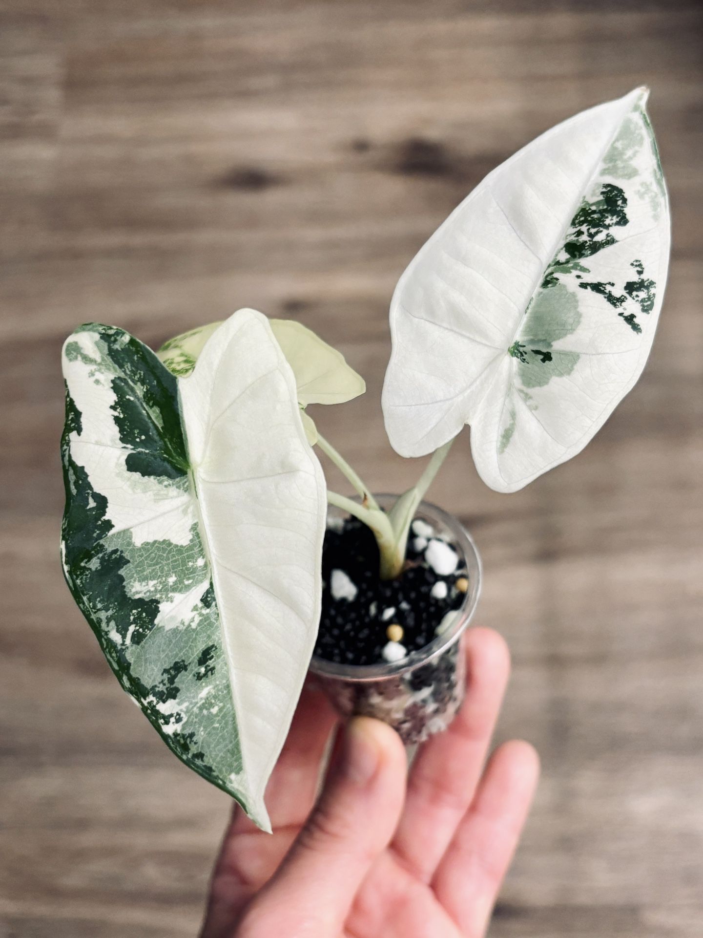 Alocasia Frydek albo
