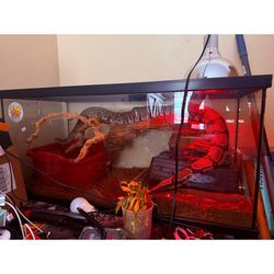 Ball python 275 everything like in the picture