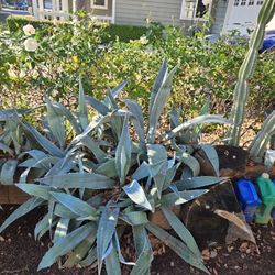 Blue Agaves Different Size.  Not potted.  3 , 5 And 10 Each