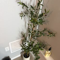 Fake Olive Tree