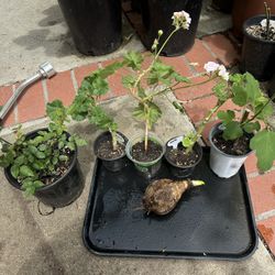 The Order In The Plate