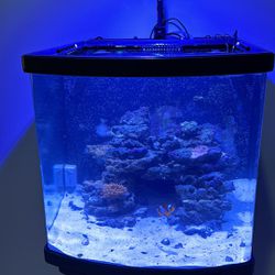 Biocube Aquarium