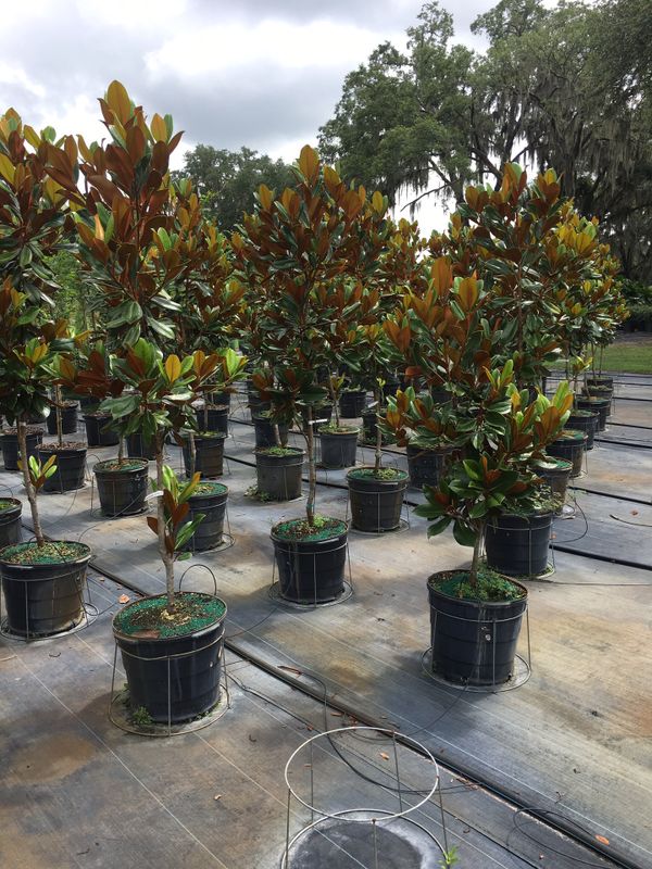 Magnolia Tree for Sale in Plant City, FL OfferUp