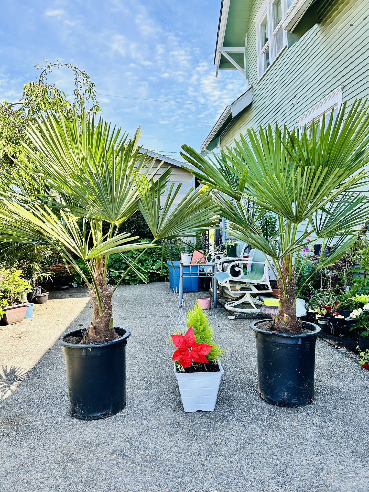 $129 Each Beautiful Windmill Palm