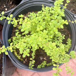 🌿 Mexican Oregano Plants – Large Established Pots