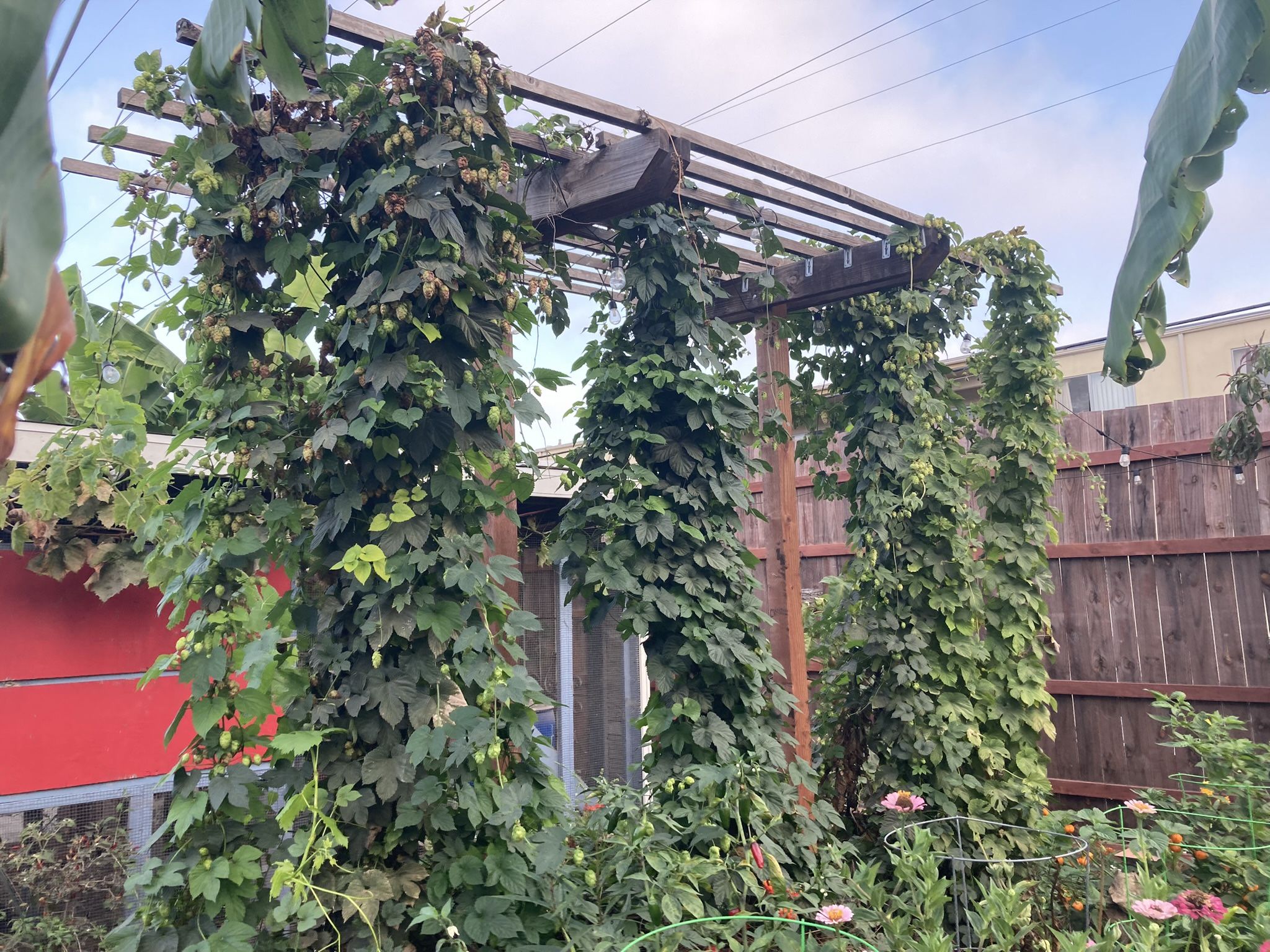 Hops Bines 3