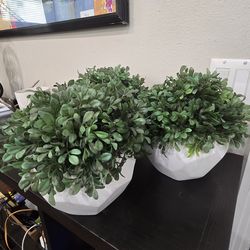 3 Plant decorations