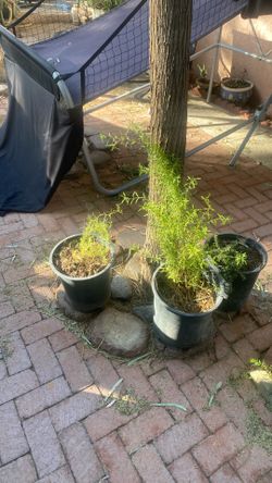 Romero., 14”wide.,x 24”  And Roses … Lot Of  Plants., And Etc.