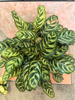 XL Peacock/Makoyana Calathea Prayer Plant - 8inch PET SAFE