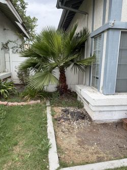 Palm Tree