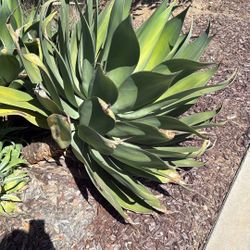 Succulents For Free. Very Large And Heavy. Will Need 2 People To Lift 