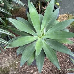 15 Gallon Foxtail Agave