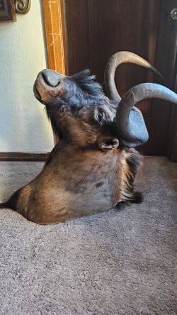 Black Wilderbeast Taxidermy