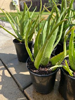 Savila aloe vera