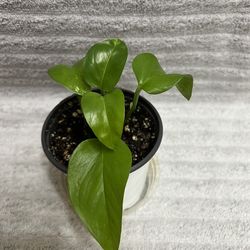 Indoor live Plant