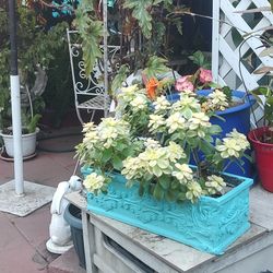 Succulent Variegated 