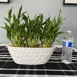 Plant Bamboo 