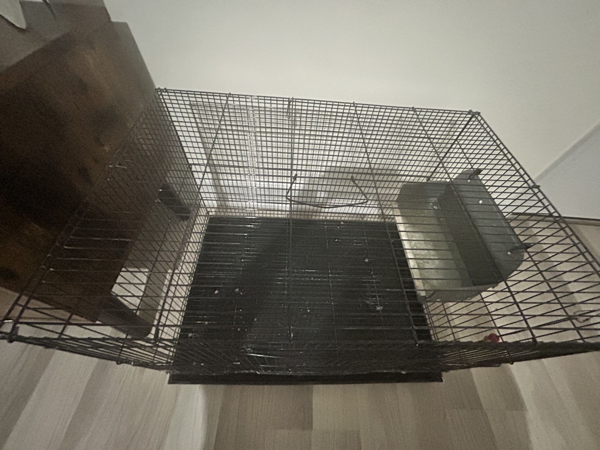 Bird Cage