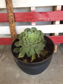 Large Succulent Echeverria plant