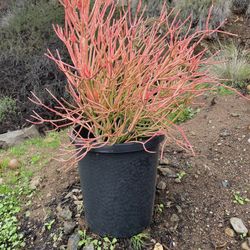 Fire Stick Succulent /cactus 