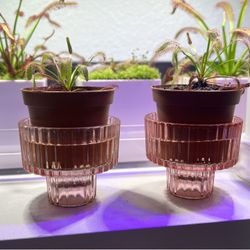 DARK MAROON CAPE SUNDEW CARNIVOROUS PLANT  DROSERA