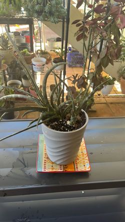Sansevieria