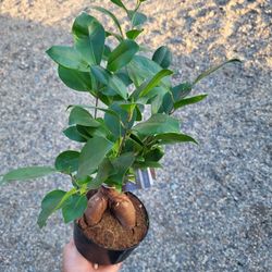 Ficus Gensing Plant 6" Pot 