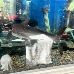 Fresh Water Sharks 