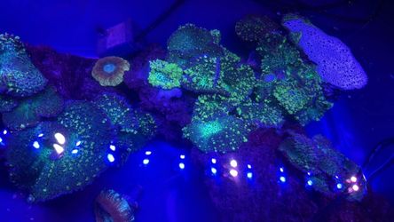 Reef tank