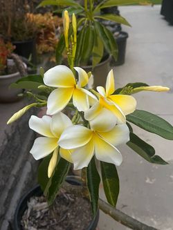 Large (3 ft., 4 tips, 5 gallons container) and Healthy “Pacific Pearl” Plumeria.